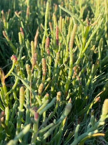 Photo of Pacific glasswort