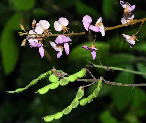 Photo of Desmodium incanum