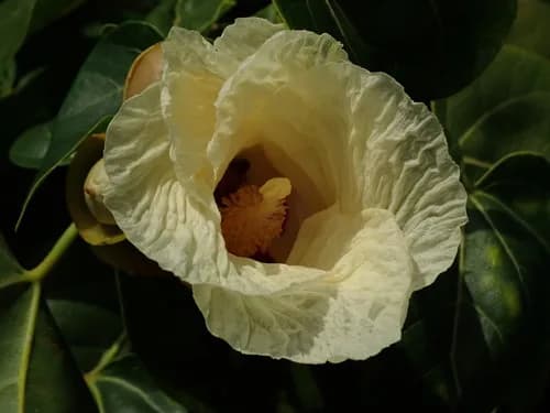 Photo of species