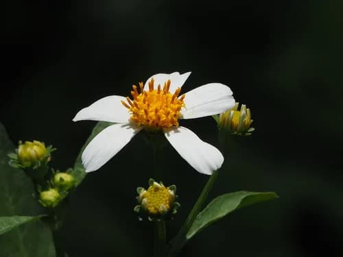 Photo of Bidens alba