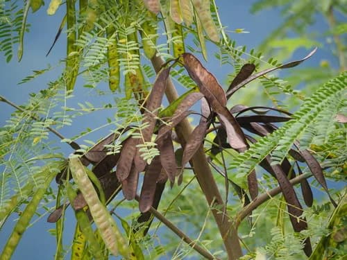 Photo of White leadtree
