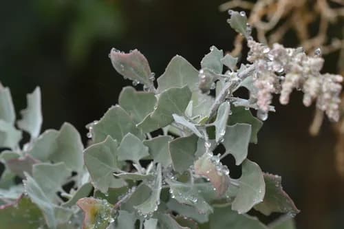 Photo of species