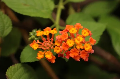 Photo of West indian lantana