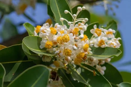 Photo of Alexandrian laurel