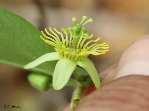 Photo of Passiflora suberosa