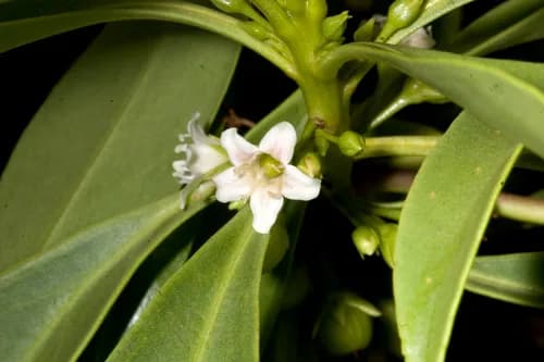 Photo of Myoporum sandwicense