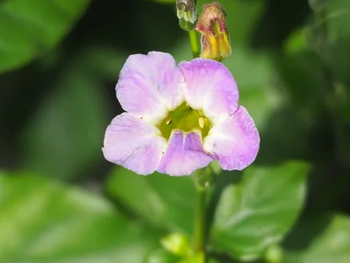 Photo of Asystasia gangetica