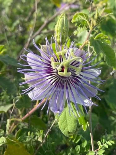 Photo of Stinking passionflower