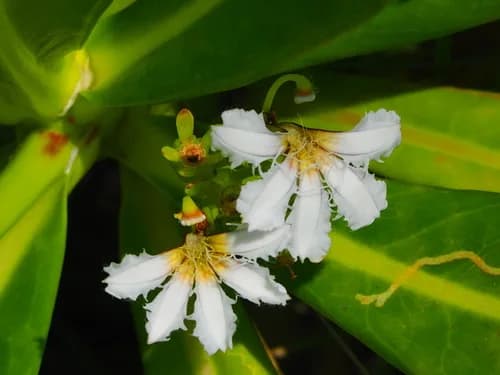 Photo of species