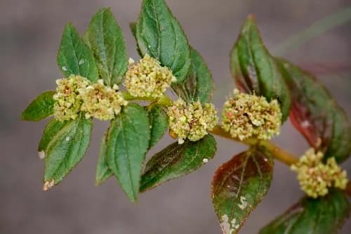 Photo of Euphorbia hirta
