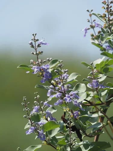 Photo of Vitex rotundifolia