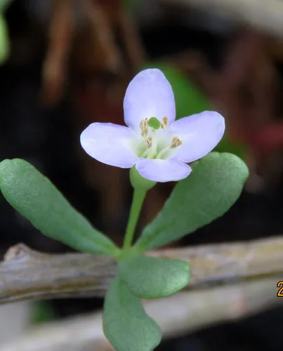 Photo of species
