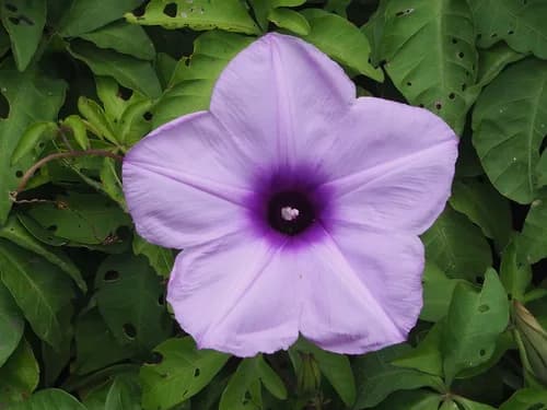Photo of Ipomoea cairica