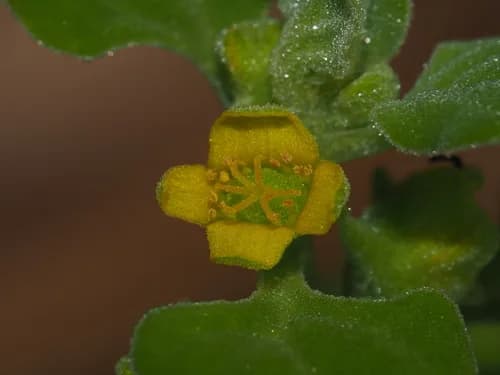 Photo of Tetragonia tetragonioides