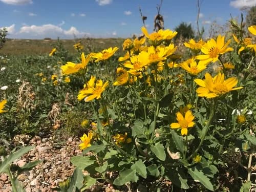 Photo of Golden crownbeard