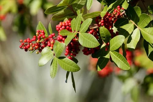 Photo of Schinus terebinthifolia