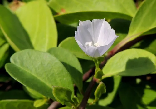 Photo of species
