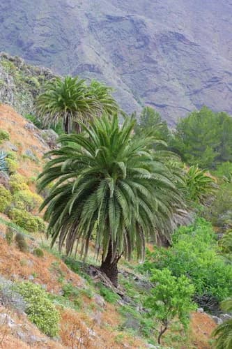 Photo of Canary Island date palm