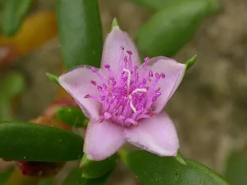 Photo of Sea purslane