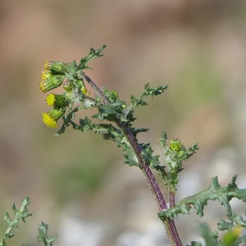 Photo of Common groundsel