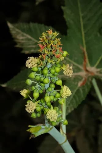 Photo of Ricinus communis