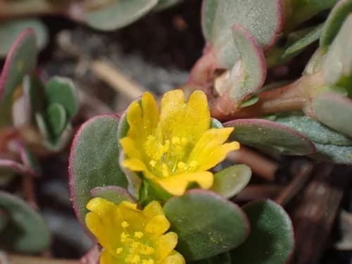Photo of Common purslane