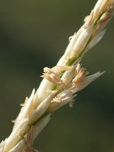 Photo of Sporobolus virginicus