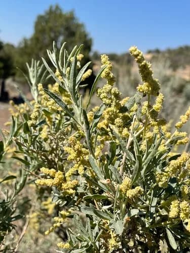 Photo of Fourwing saltbush